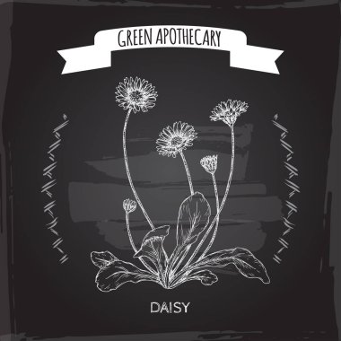 Bellis lerdeki aka daisy siyah üzerine eskiz. Yeşil eczacı serisi.