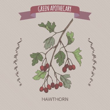 Crataegus bitkisinden aka ortak alıç Renk eskiz. Yeşil eczacı serisi.