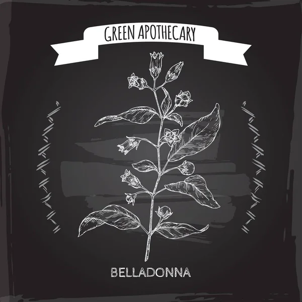Atropa belladonna aka belladonna nebo rulík zlomocný skica na černém pozadí. Zelená lékárna – série. — Stockový vektor