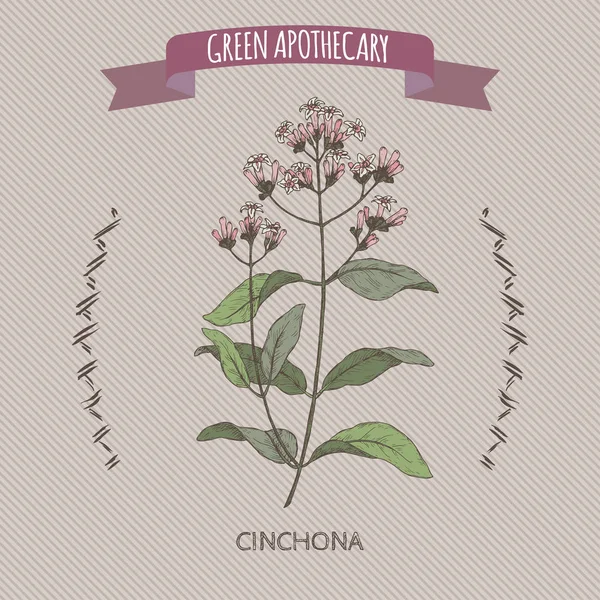 Cinchona officinalis aka kinine of jezuïet bark kleur schets. — Stockvector