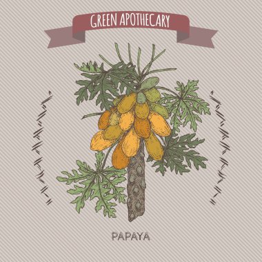 Carica papaya aka papaya tree color sketch. Green apothecary series. clipart