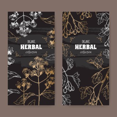 Kına kına officinalis ile iki etiket kinin ve Crataegus bitkisinden ortak alıç aka aka kroki siyah.