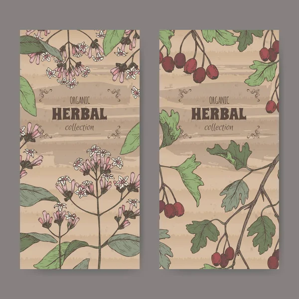 Dos etiquetas con Cinchona officinalis aka quinina o corteza jesuita y Crataegus monogyna aka boceto de color espino común . — Vector de stock