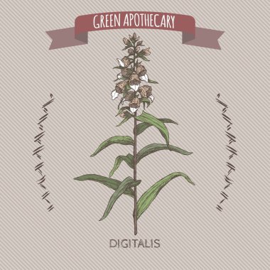 Yüksük otu lanata aka yünlü yüksükotu Renk eskiz. Yeşil eczacı serisi.