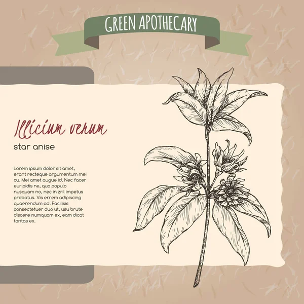 Illicium verum aka star anise or badiane sketch. Serie de disculpas verdes. — Vector de stock