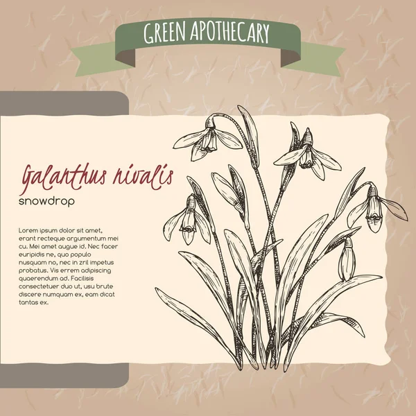 Galanthus nivalis aka snowdrop sketch. Green apothecary series. — Stock Vector