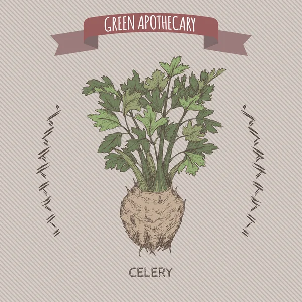 Apium veolens aka celerary color sketch. Зеленый аптекарь . — стоковый вектор