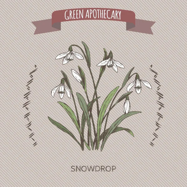 Galanthus nivalis aka snowdrop kleur schets. Groene apotheek serie. — Stockvector