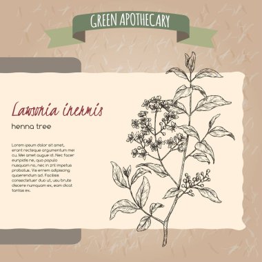 Lawsonia inermis aka henna tree sketch. Green apothecary series. clipart