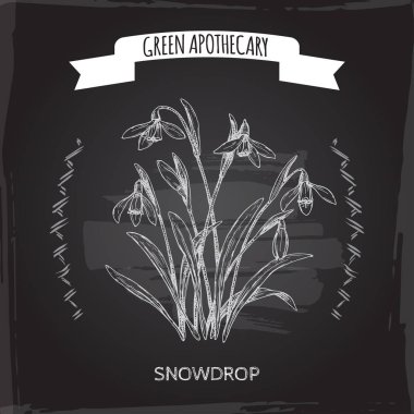 Siyah üzerinde Galanthus nivalis aka kar damlası kroki. Yeşil eczane serisi.