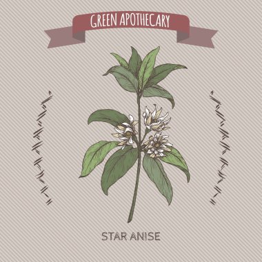 Illicium verum aka star anise or badiane color sketch. Green apothecary series. clipart