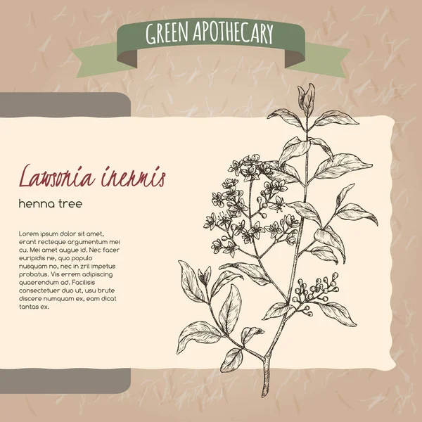 Je to jen náčrt stromu Lawsonia inermis. Zelený lékární seriál. — Stockový vektor