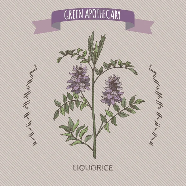 Glycyrrhiza glabra aka likorice renk kroki. Yeşil eczane serisi.