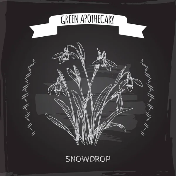 Siyah üzerinde Galanthus nivalis aka kar damlası kroki. Yeşil eczane serisi.