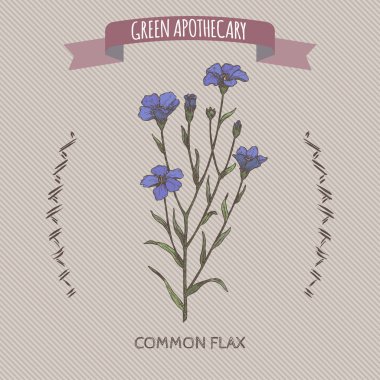 Linum usitatissimum aka ortak keten renk kroki. Yeşil eczacı serisi.