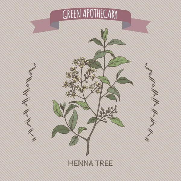 Lawsonia inermis aka henna tree color sketch. Green apothecary series. — Stock Vector