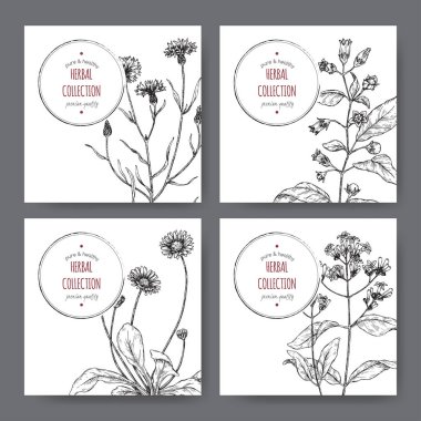 Belladonna, cinchona, cornflower ve papatya kroki ile dört etiket.