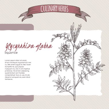 Glycyrrhiza glabra aka liquorice sketch. Culinary herbs series. clipart