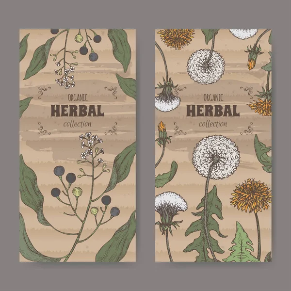 Conjunto de duas etiquetas com cânfora ou louro de cânfora e desenho a cores Dandelion. Série boticária verde . —  Vetores de Stock