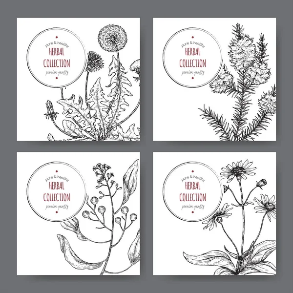 Four labels with camphor laurel, dandelion, tea tree and arnica sketch. Green apothecary series. — Stock Illustration Four labels with camphor laurel, dandelion, tea tree and arnica sketch. Green apothecary series. Vector Graphics