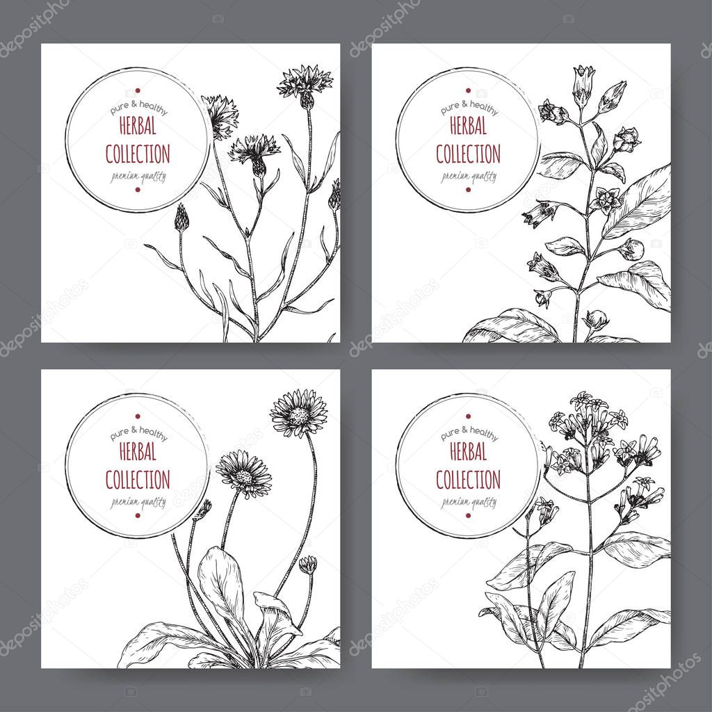 Four labels with belladonna, cinchona, cornflower and daisy sketch.