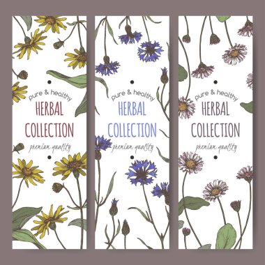Set of three color labels with mountain arnica, cornflower and daisy sketch. clipart