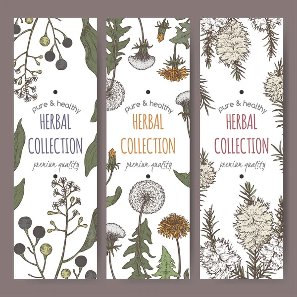 Set of three color labels with camphorwood or camphor laurel, Dandelion and tea tree sketch. Green apothecary series. — Stock Vector