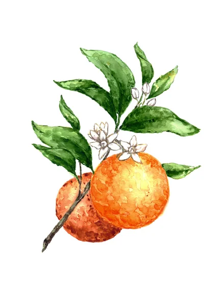 Oranžový akvarel na bílém pozadí. — Stock fotografie