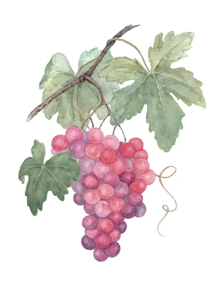 Виноград на гілці акварельного живопису на білому тлі . — стокове фото