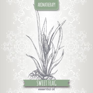 Zarif dantel arka plan üzerinde Acorus calamus aka tatlı bayrak kroki.