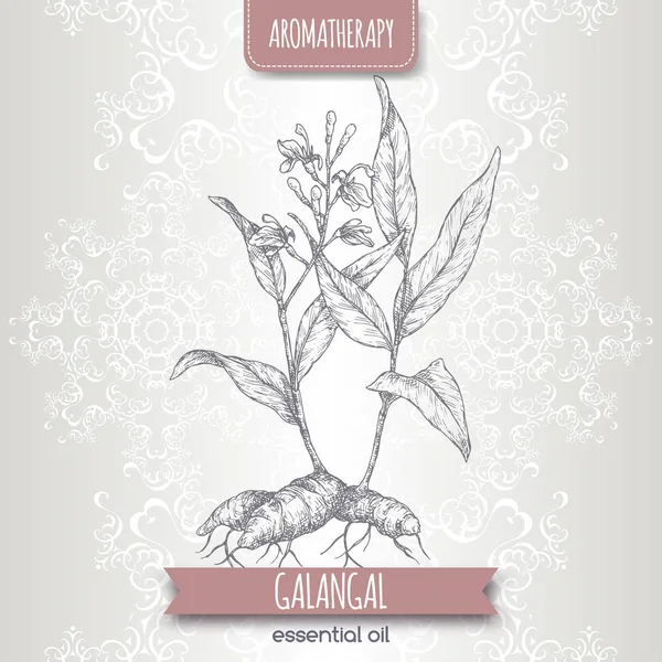 Alpinia galanga aka grand croquis galangal sur fond de dentelle élégante . — Image vectorielle