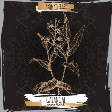 Alpinia galanga aka zarif siyah dantel arka plan üzerinde büyük galangal kroki.