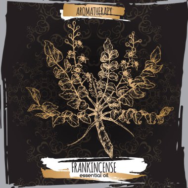 Boswellia sacra aka buhur çizim zarif siyah dantel arka plan.