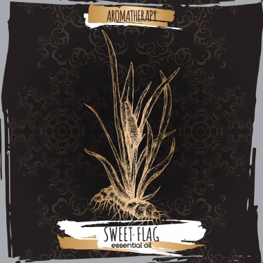 Zarif siyah dantel arka plan üzerinde Acorus calamus aka tatlı bayrak kroki.