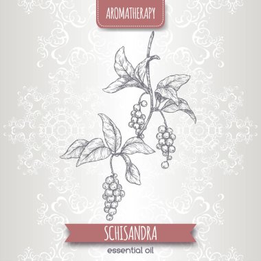 Schisandra aka Schisandra chinensis veya manolya asma kroki zarif dantel arka plan üzerinde.