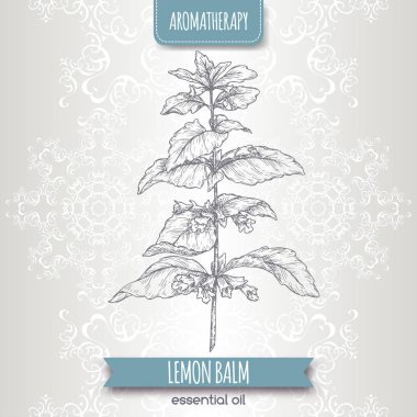 Limon merhem aka Melissa officinalis çizim zarif dantel arka plan üzerinde.