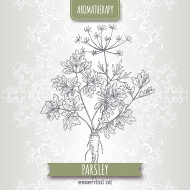 Maydanoz aka Petroselinum crispum zarif dantel arka plan üzerinde kroki.