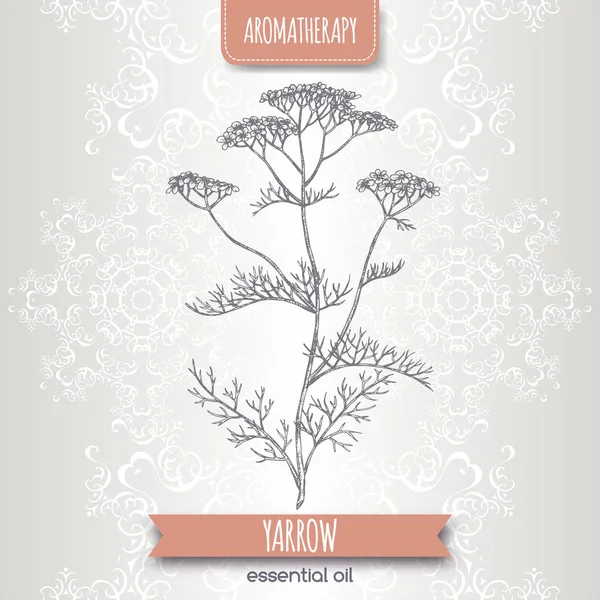 Yarrow aka Achillea millefolium schizzo su elegante pizzo sfondo . — Vettoriale Stock