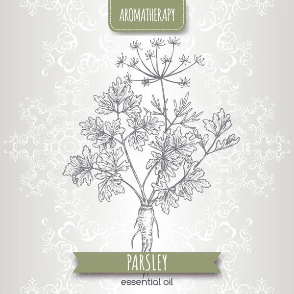 Parsley alias Petroselinum crispum sketsa pada latar belakang renda elegan . - Stok Vektor
