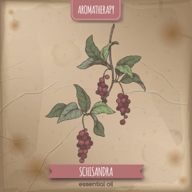 Schisandra namı diğer Schisandra chinensis veya manolya asması rengi eskiz.
