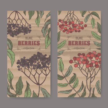 Sambucus, nam-ı diğer Elderberry ve Rowan, nam-ı diğer Sorbus aucuparia şube çizimi olan iki renk etiketi. Meyve serisi.