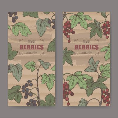 Siyah frenk üzümü diğer adıyla Ribes nigrum ve Kırmızı frenk üzümü diğer adıyla Ribes rubrum çizimi olan iki renk etiketi..