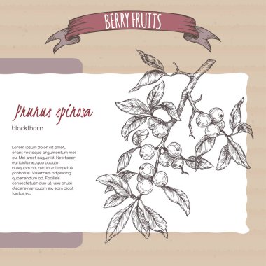 Blackthorn aka Prunus spinosa branch sketch on cardboard background. Berry fruits series. clipart