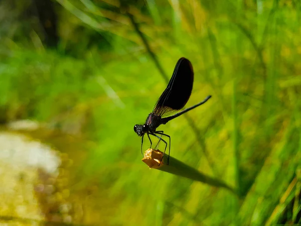 Black Dragonfly Green Vegetation — Stock Photo, Image