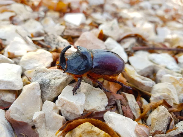 Beyaz taşların üzerinde gergedan böceği
