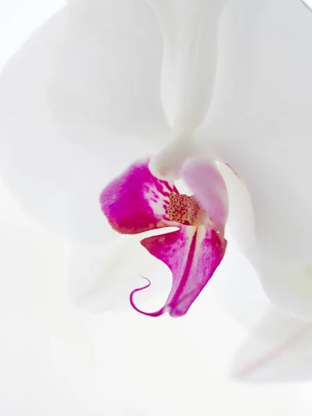 yumuşak odak beyaz orkide   