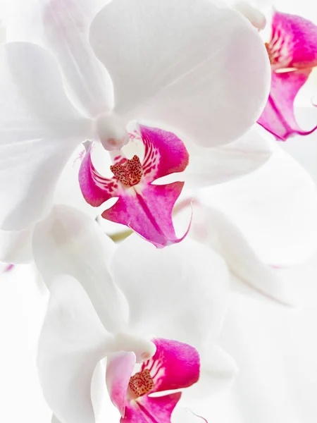 yumuşak odak beyaz orkide   