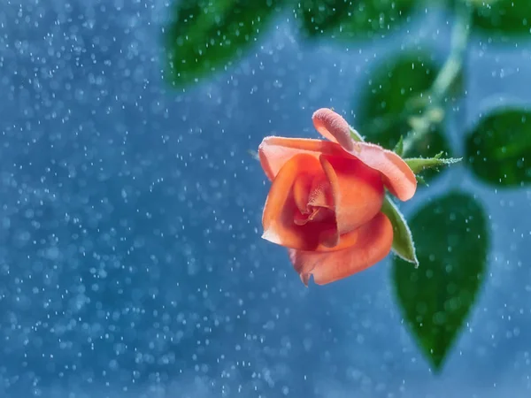 Mavi arkaplanda pembe gül   