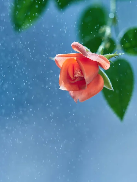 Mavi arkaplanda pembe gül   