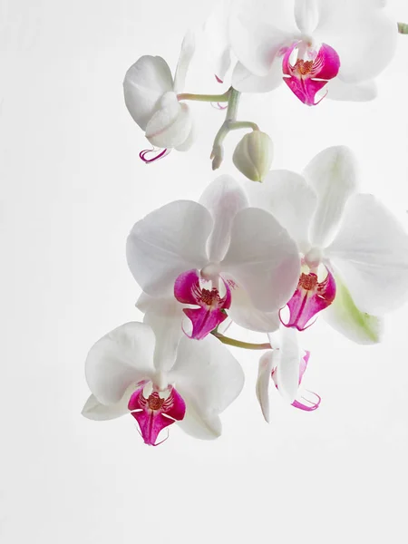 White Orchid Soft Focus Stock Image